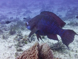 Midnight Parrotfish IMG 4824